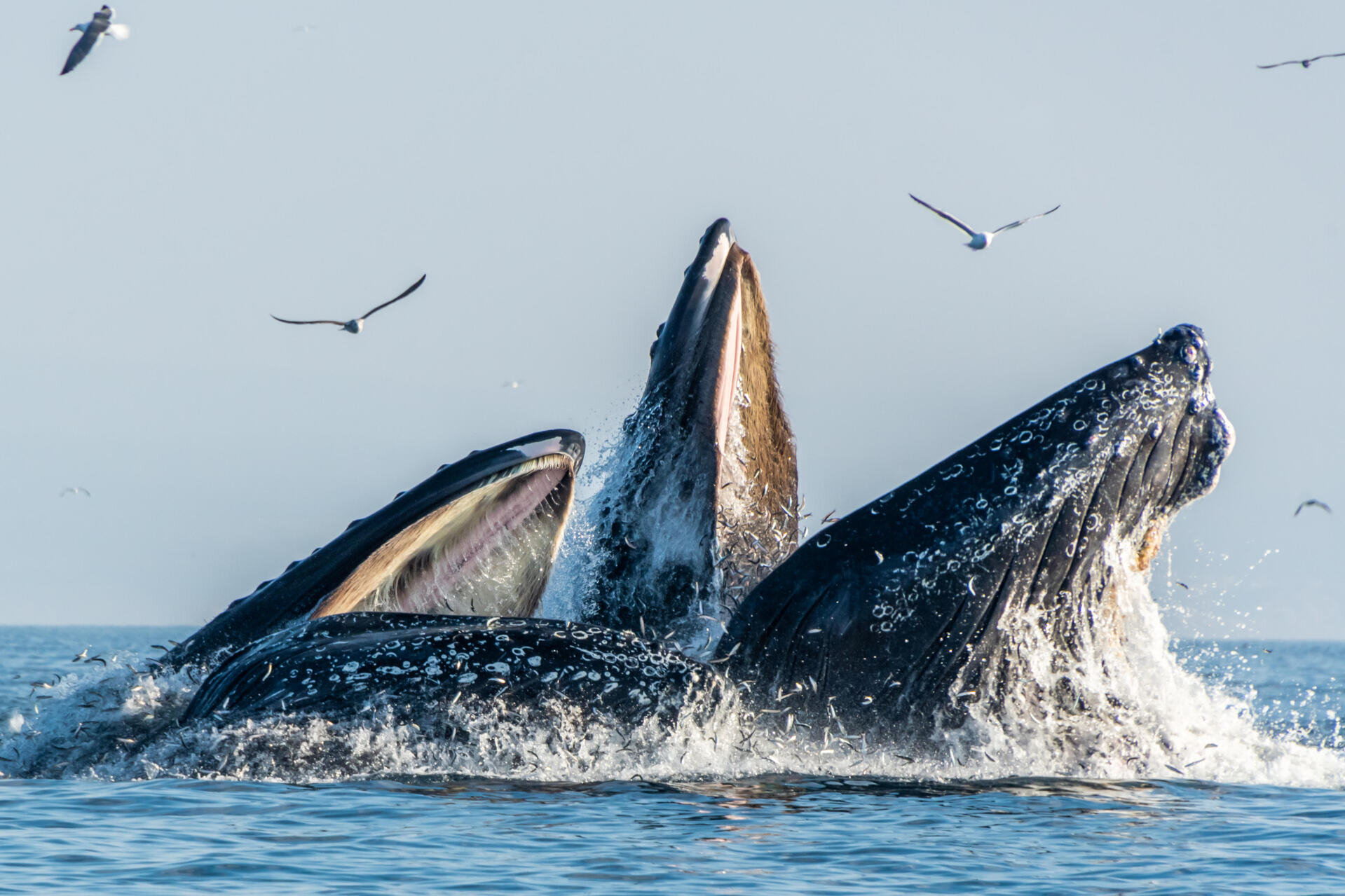 Monterey Bay Whale